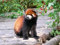 Pandas (051)